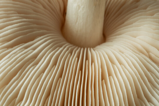 White mushroom gills