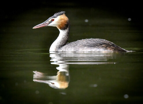 Great horned grebe wading gracefully in Hyde park serpentine lake 
