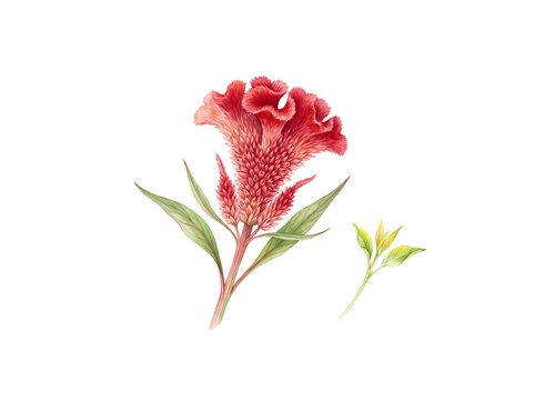 Red celosia cockscomb flower botanical vintage illustration on black background