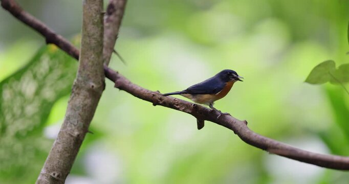 Beautiful bird of Mangrove Blue Flycatcher (Cyornis rufigastra) in Natural tropical Mangrove forest