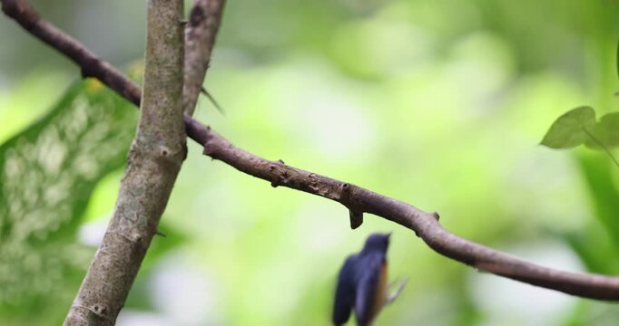 Beautiful bird of Mangrove Blue Flycatcher (Cyornis rufigastra) in Natural tropical Mangrove forest