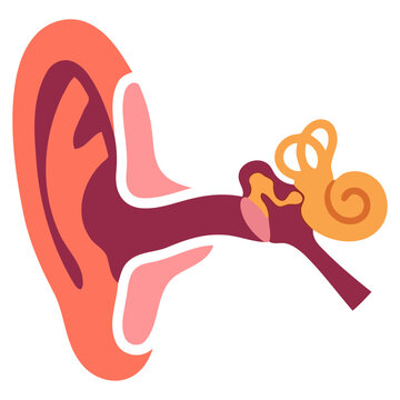 Human ear anatomy vector illustration diagram
