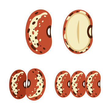 Set of speckled red kidney beans showing whole and split legume seeds Vector
