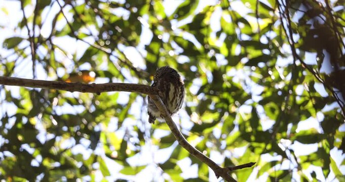 Sunda owlet (Taenioptynx sylvaticus) is a small owl from Borneo and Sumatra