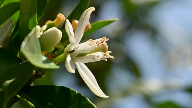 Close-up of white orange blossoms in spring. Biological agriculture. Environmental protection and biodiversity. Footage.