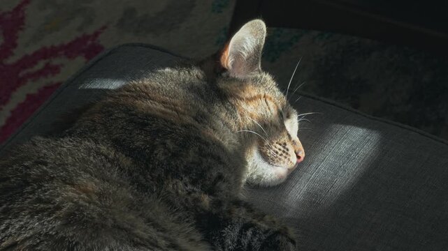 A tabby cat slumbers peacefully on a sofa bathed in warm sunbeam light