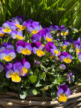 Viola cornuta horned violet horned pansy flowers vertical.