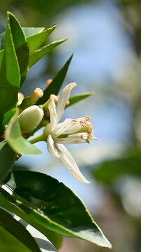 Close-up of white orange blossoms in spring. Biological agriculture. Environmental protection and biodiversity. Footage.