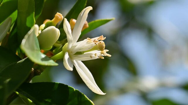 Close-up of white orange blossoms in spring. Biological agriculture. Environmental protection and biodiversity. Footage.