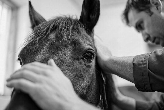 Male veterinarian gently examining head and eye of a brown horse during a routine health check-up in a stable