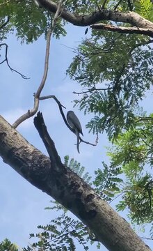 Low angle view of Ashy Drongo making bird call on tree branch with sound