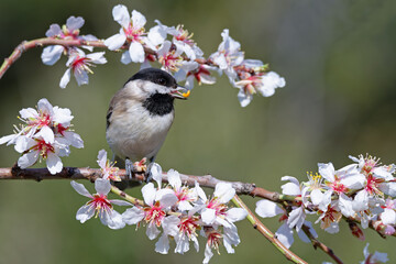sombre tit © iberoz