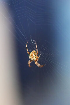 Spider on a web. Macro