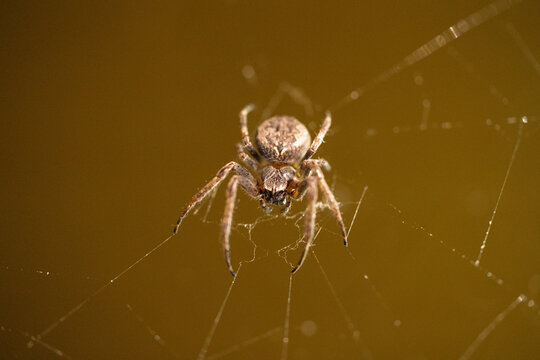 Spider on a web. Macro