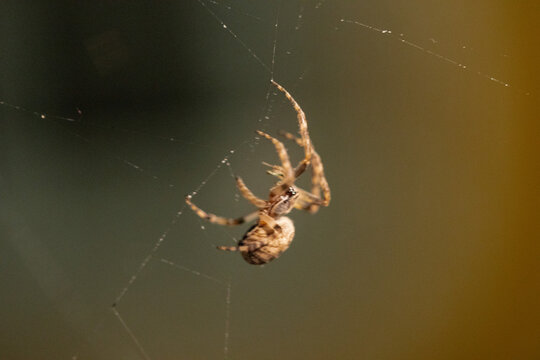 Spider on a web. Macro