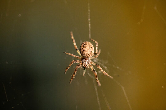 Spider on a web. Macro