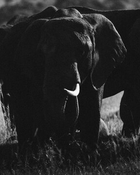 Black and white portrait of African elephant head in shadows