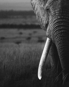 Black and white close up of elephant face and tusk