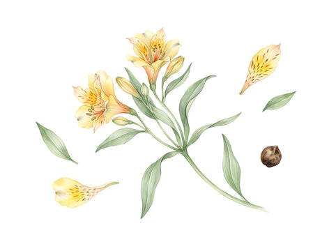 Watercolor illustration of yellow Alstroemeria Peruvian lily flowers and leaves on black background