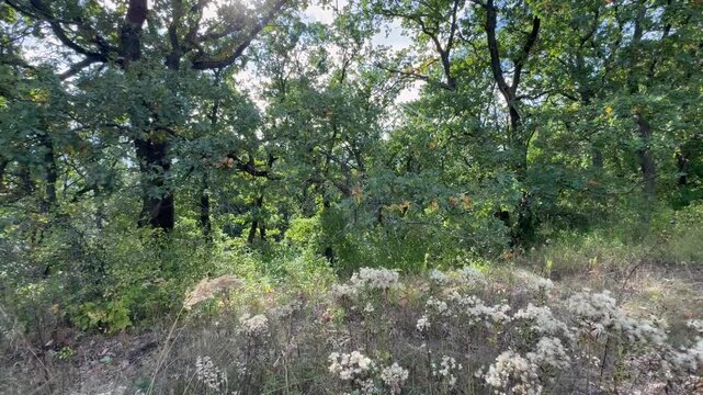 spring in the park