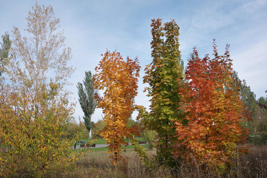 A maple with golden-red leaves. Autumn landscape. Golden season. Sunlight. City park.