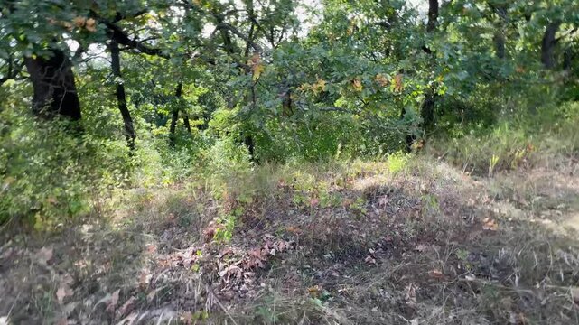  At the edge of the forest. From the dry grass to the trees.