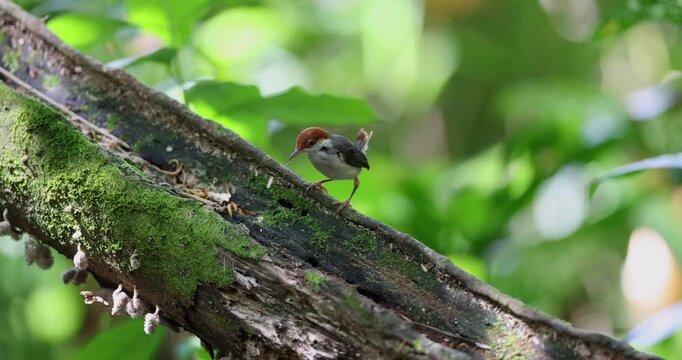  4k Nature footage of Rufous-tailed tailorbird (Orthotomus sericeus)