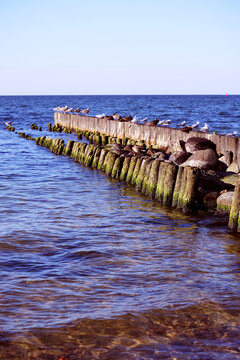 A seagull on the breakwater at sea.