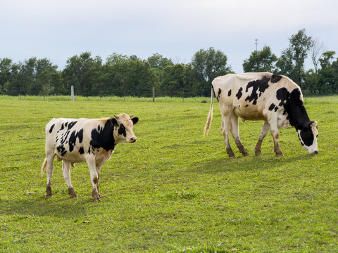 Two Holstein bullocks in a pasture, one facing the camera with horns, the other grazing beside a wire fence, near Bardstown, Kentucky