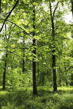 Sunlit forest with tall tree trunks and lush green foliage in a peaceful woodland environment