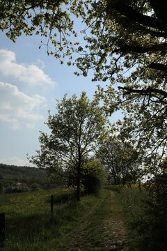 A serene dirt path winds through a lush green landscape lined with mature trees in Belgium