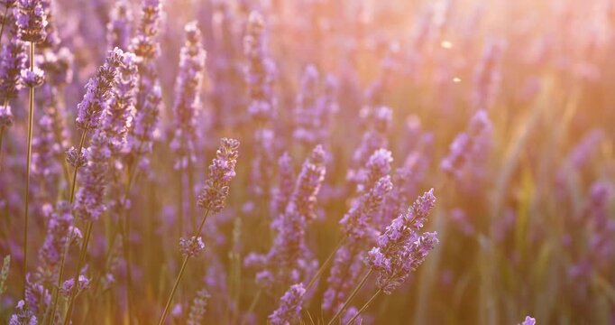 Sunset over a summer lavender field. Landscape with rows of lavender