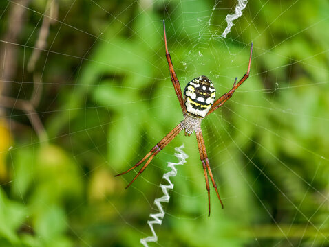 Ball-web spiders of the genus Argiope, which have a distinctive yellow, white, and black color pattern. Spiders of this genus are often referred to as garden spiders or St. Andrew&rsquo;s spiders.
