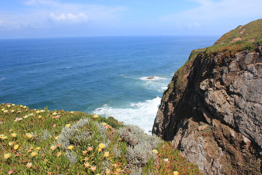 Wildflowers blooming on a rugged coastal cliff overlooking the vast Atlantic Ocean in Portugal
