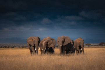 elephants in the savannah © JayantaGuha