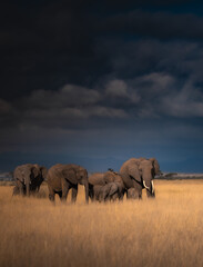 elephants in the savannah © JayantaGuha