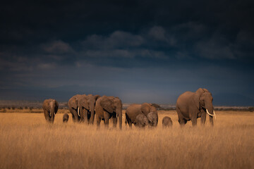 elephants in Africa © JayantaGuha
