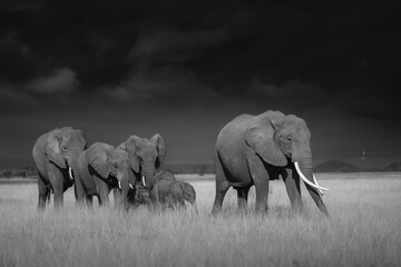 elephants in the wild © JayantaGuha