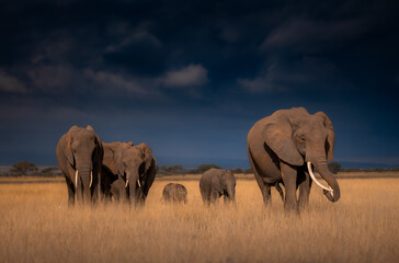 elephants in the wild © JayantaGuha