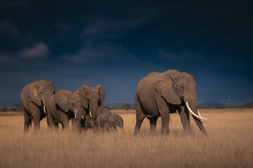 elephants in the savannah © JayantaGuha
