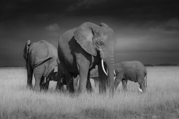 elephants in the wild © JayantaGuha