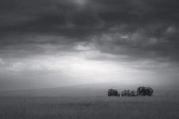 misty morning in the field © JayantaGuha