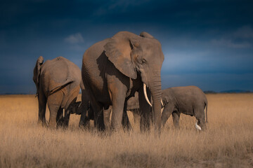 elephants in the savannah © JayantaGuha