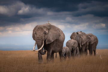 elephants in the savannah © JayantaGuha