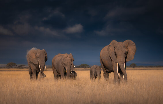 elephants in the savannah