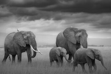 elephants in the wild © JayantaGuha