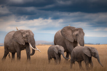 elephants in the savannah © JayantaGuha