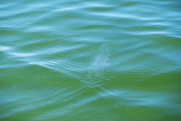 A jellyfish with big ears in the sea. © Violetta Korolkova 