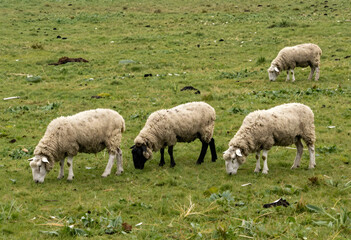 Fototapeta premium Sustainable agriculture and livestock farming, group of sheep grazing on green pasture in rural countryside for organic food production and wool industry