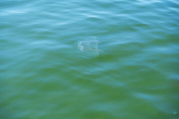 A jellyfish with big ears in the sea. © Violetta Korolkova 